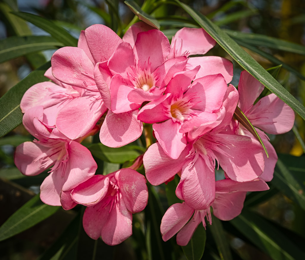 roteblume-1.jpg