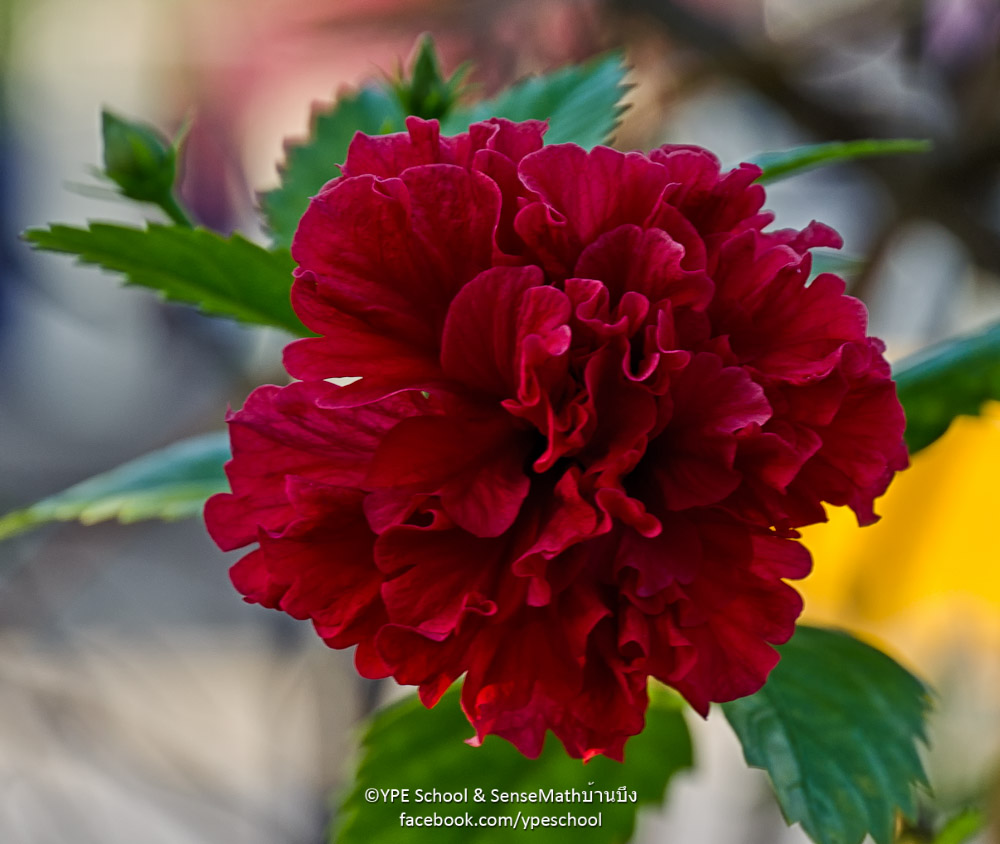 roteblume-1.jpg