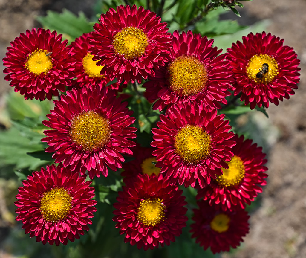 roteblumen-1.jpg