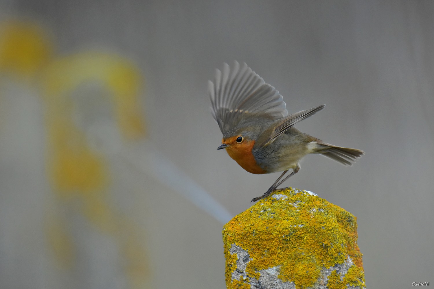 Rouge gorge 1500.JPG