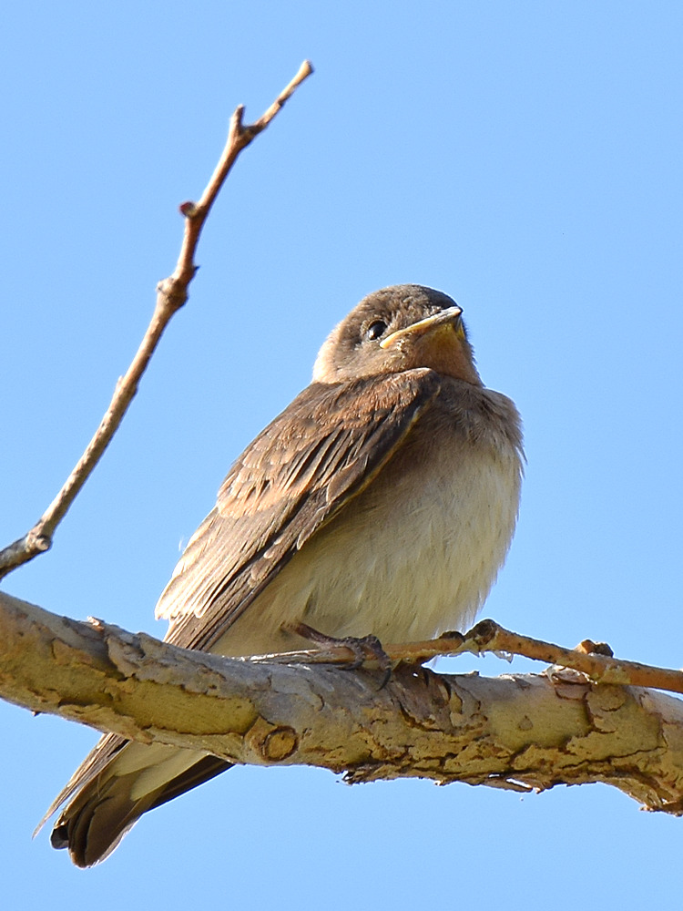 RoughSwallow.jpg