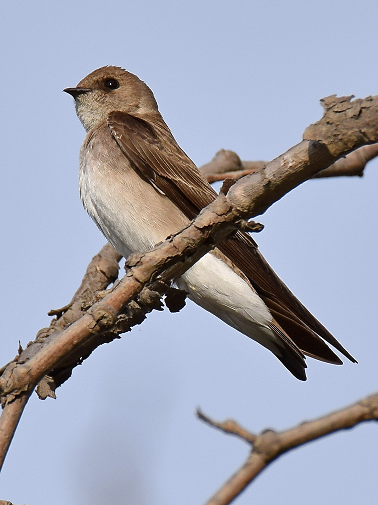 RoughSwallow4.jpg