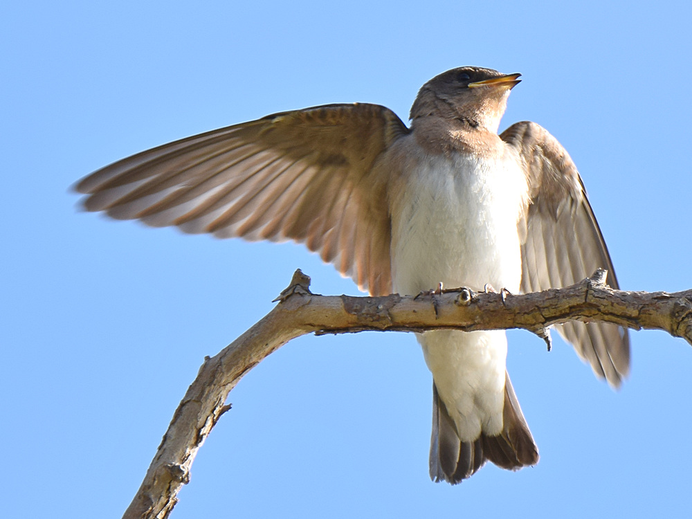 RoughSwallow6.jpg
