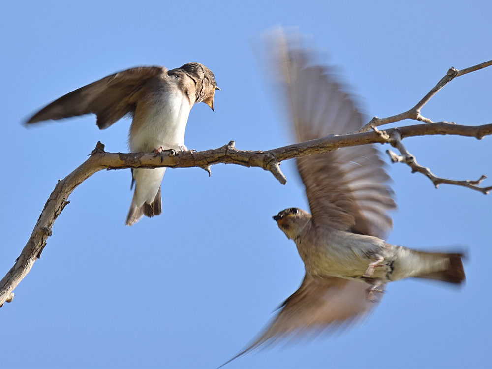 RoughSwallow7.jpg