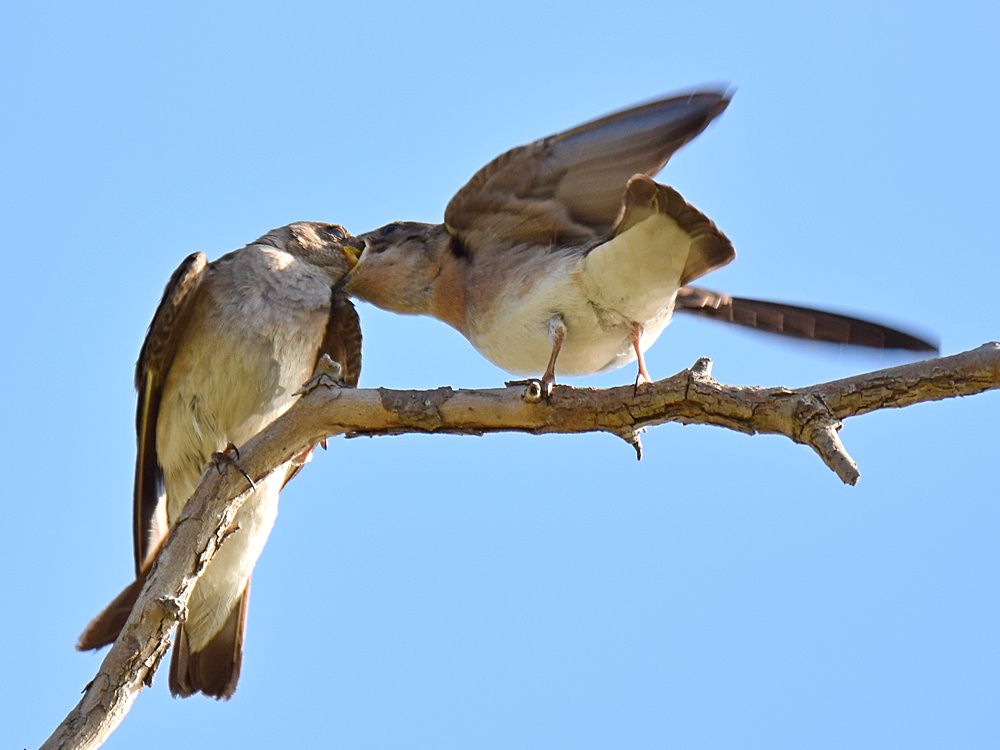 RoughSwallow8.jpg