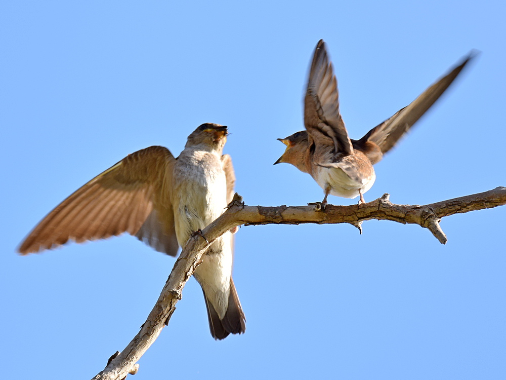 RoughSwallow9.jpg