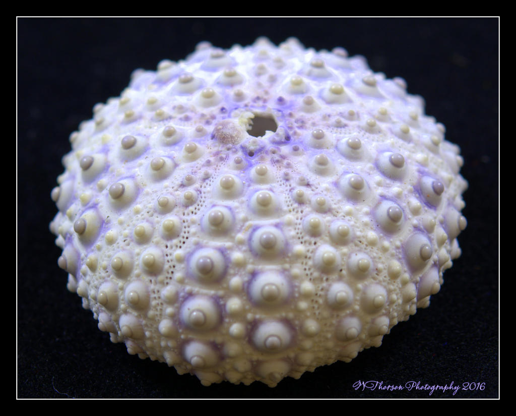Round Sea Shell 5-15-2016.jpg