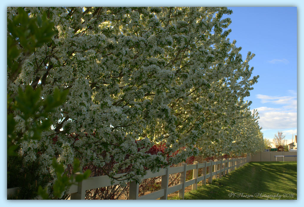 Row of Crab Apple Trees 4-12-2016.jpg