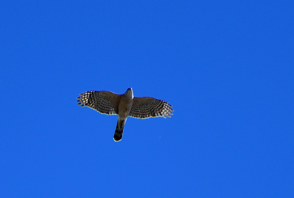 ROY_0017_02.JPG