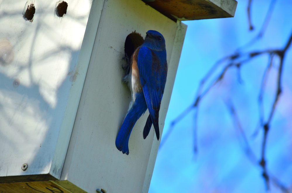 ROY_0047.JPG