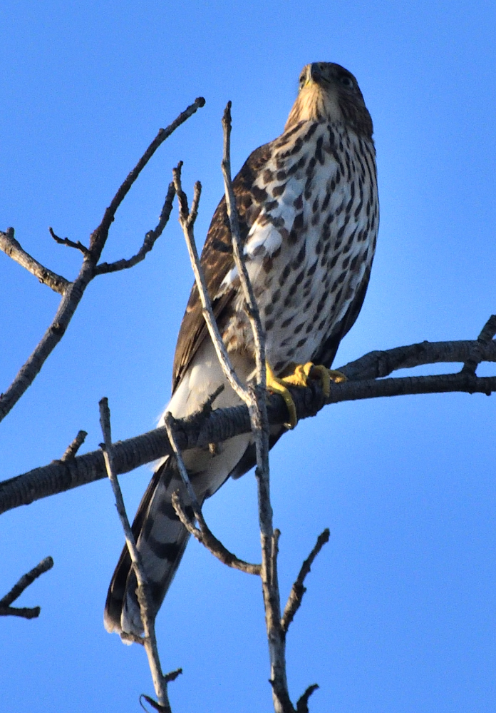 ROY_0059.JPG
