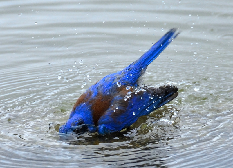 ROY_0064.JPG