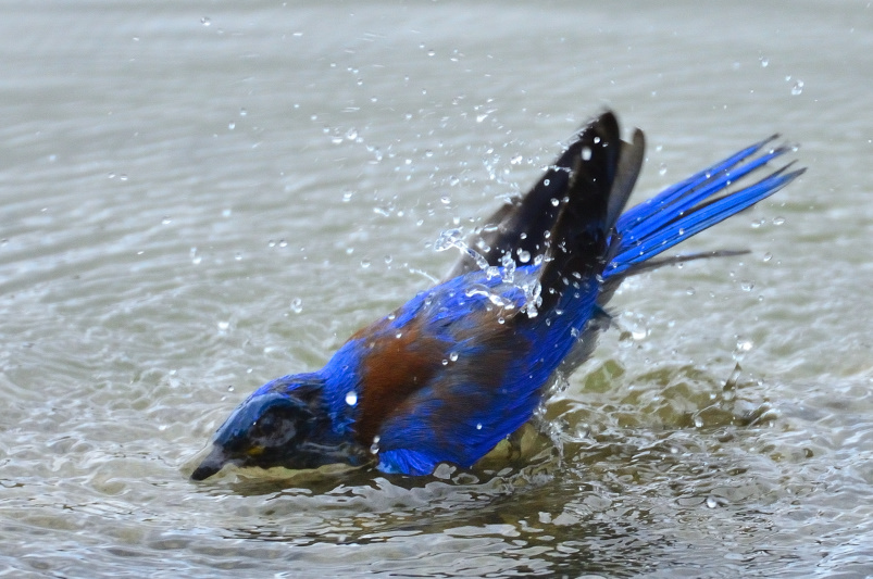 ROY_0065.JPG