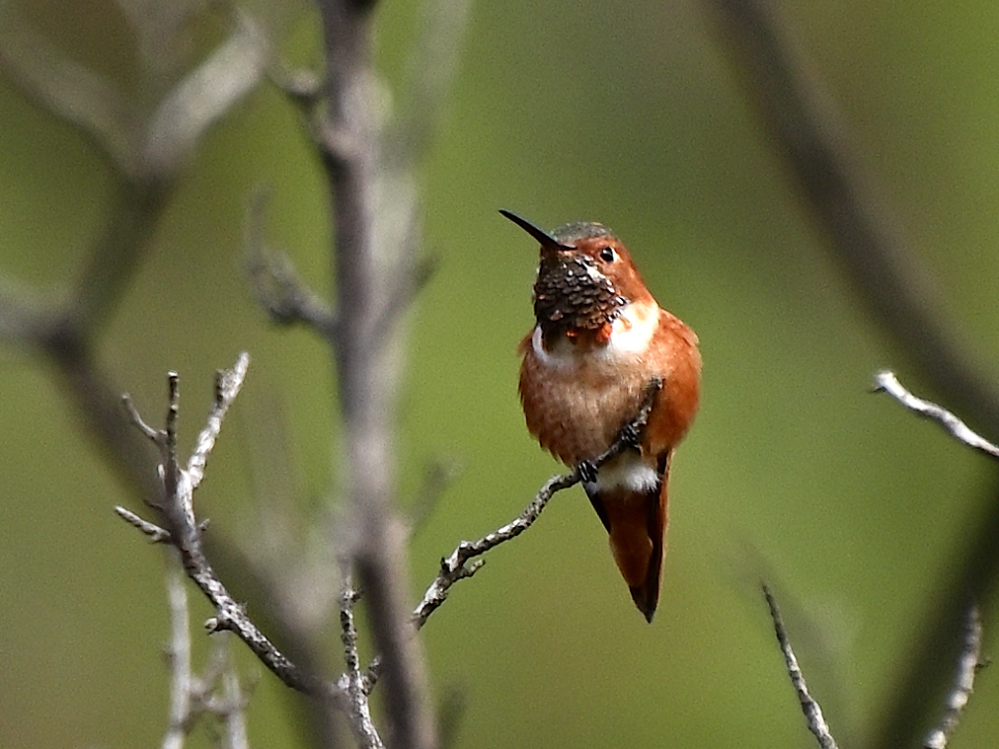 ROY_0174.JPG