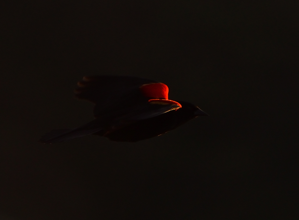 ROY_0200.JPG
