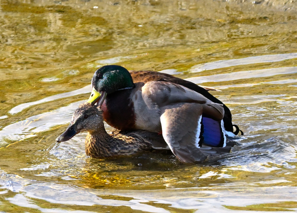 ROY_0208.JPG