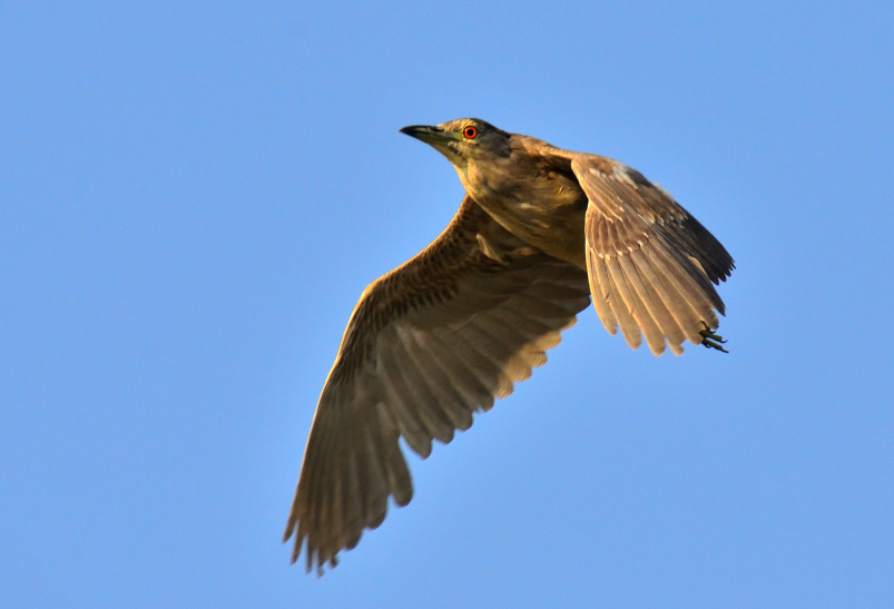 ROY_0233.JPG
