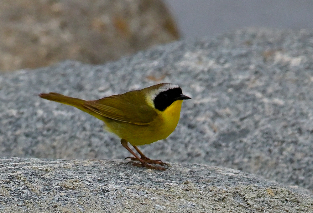 ROY_0235.JPG