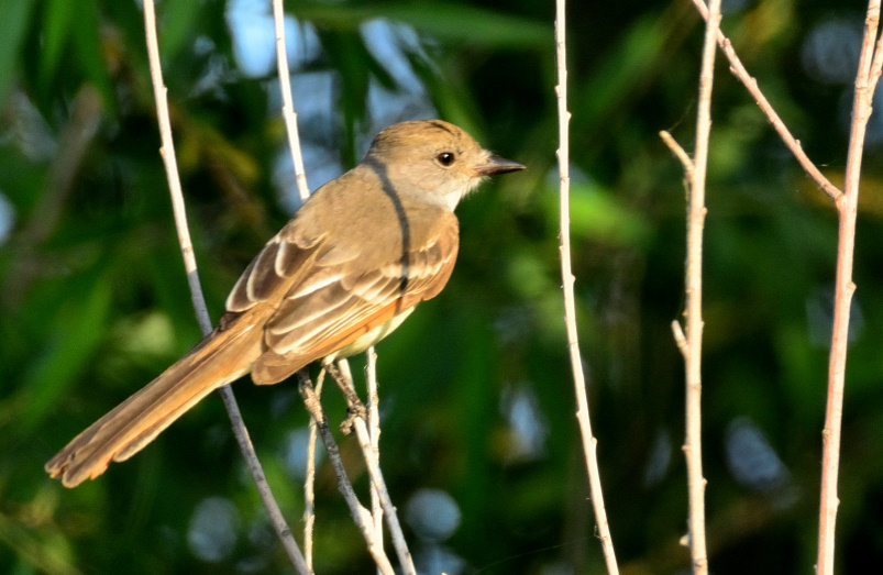 ROY_0246.JPG