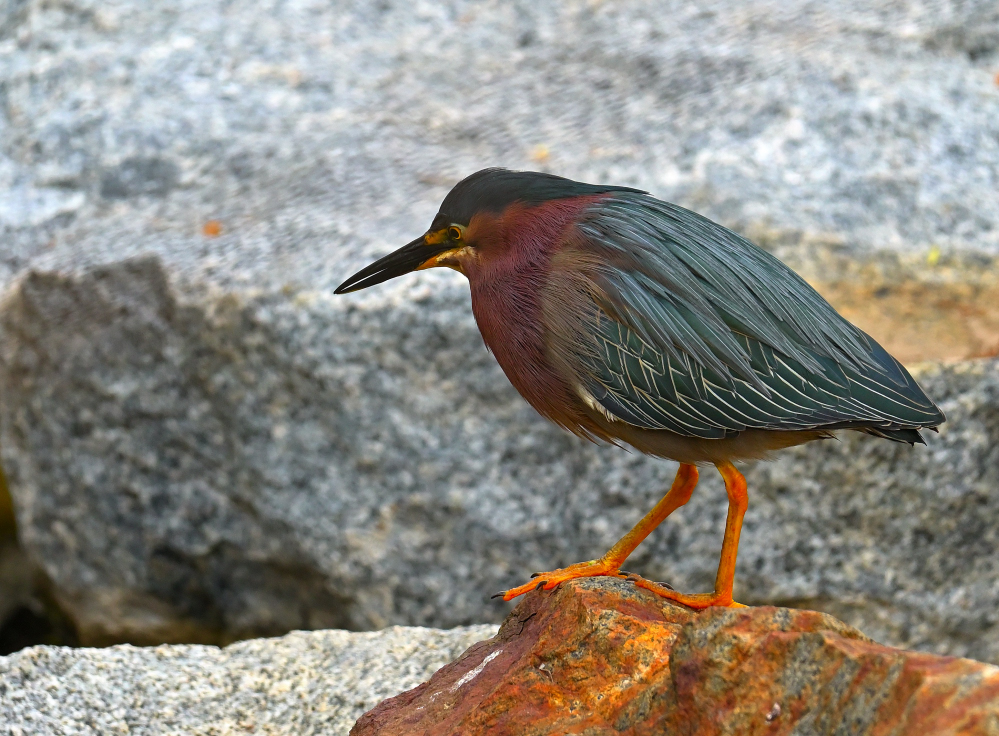 ROY_0247.JPG