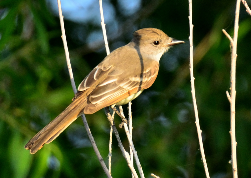 ROY_0249.JPG