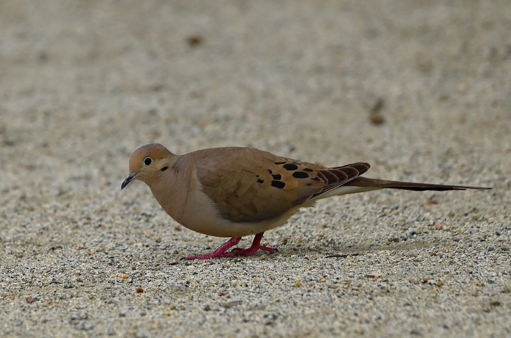 ROY_0257.JPG