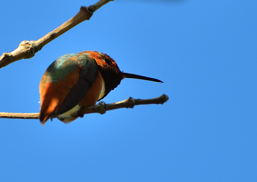 ROY_0258.JPG
