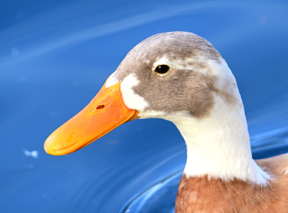 ROY_0261.JPG