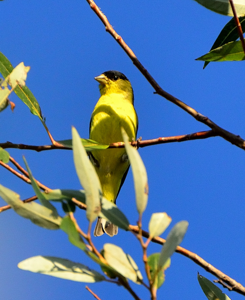 ROY_0285.JPG