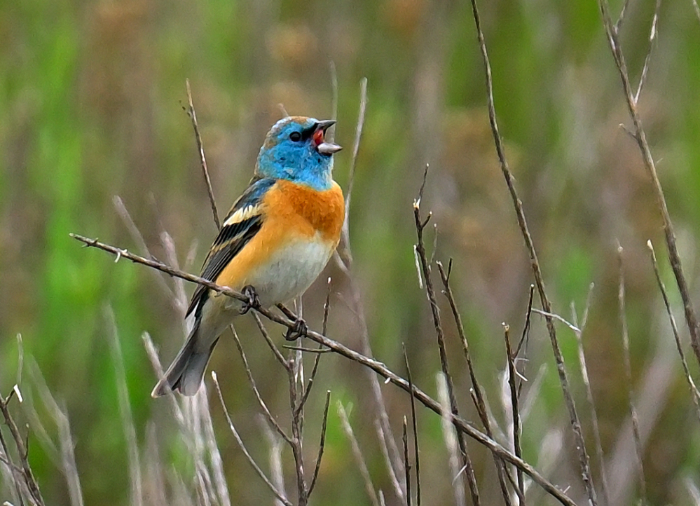 ROY_0296.JPG