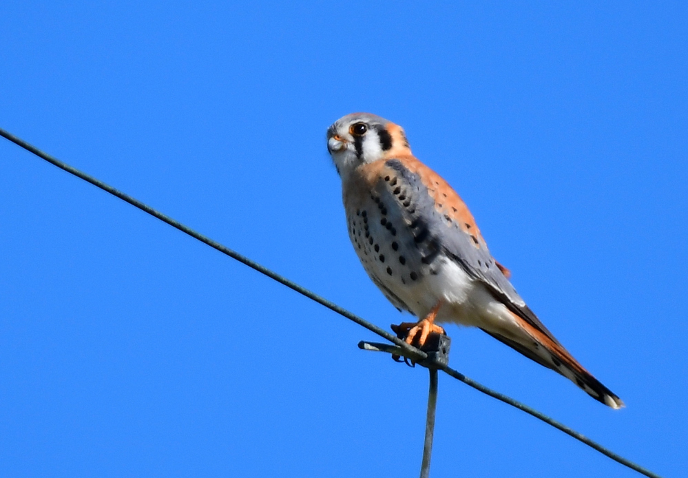 ROY_0339.JPG