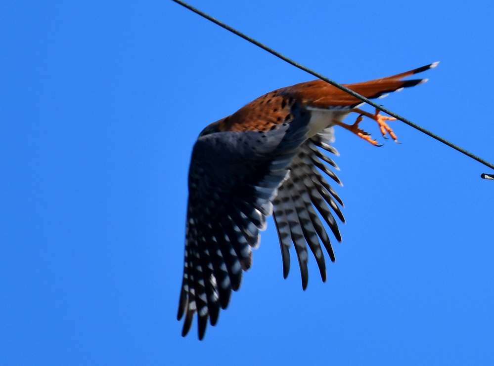 ROY_0341.JPG