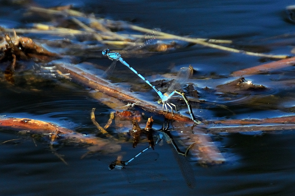 ROY_0354.JPG