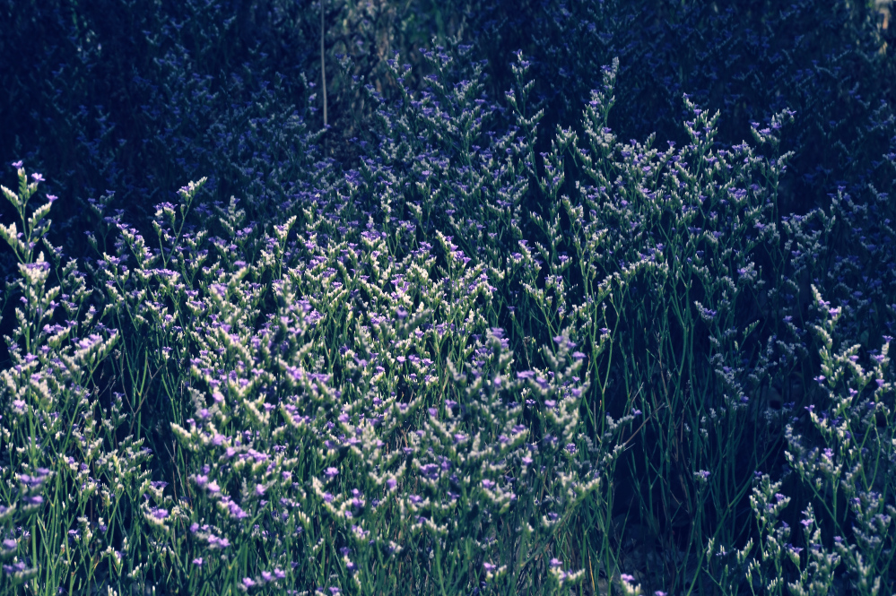 ROY_0390.JPG