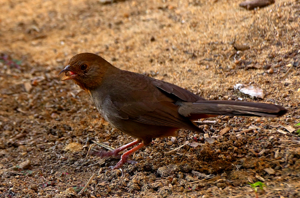 ROY_0390.JPG