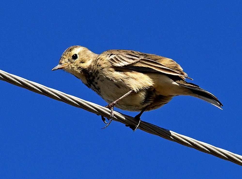 ROY_0411.JPG