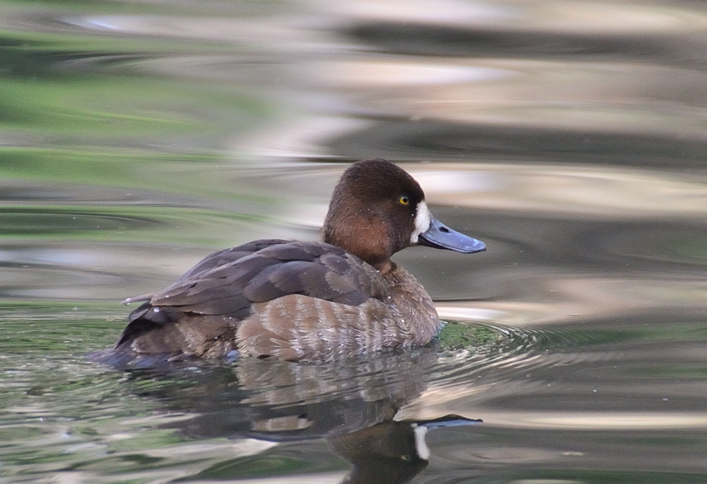 ROY_0452.JPG