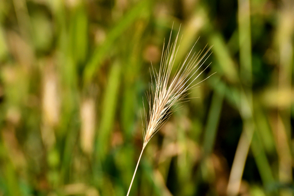 ROY_0473.JPG