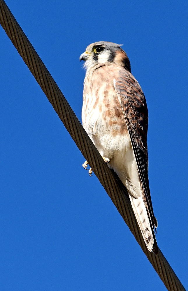 ROY_0478_01.JPG