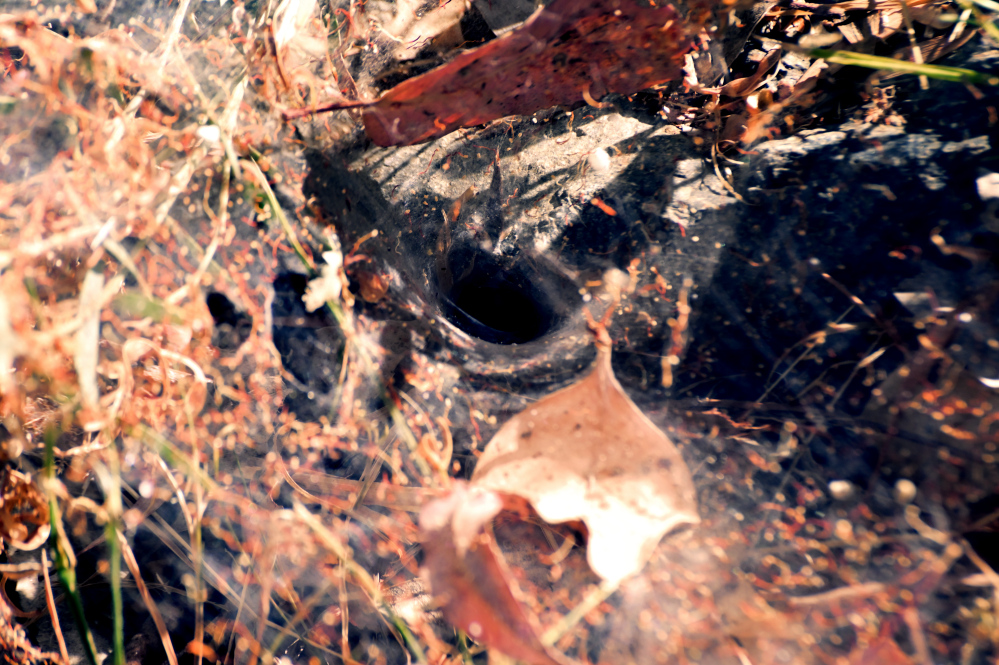 ROY_0487_01.JPG