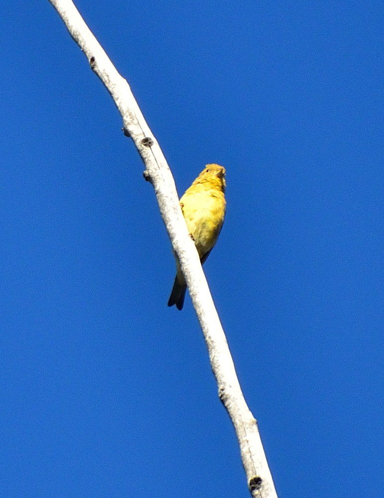 ROY_0504.JPG