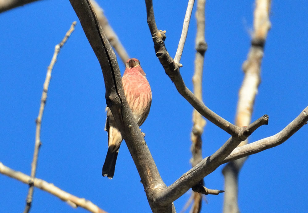 ROY_0506.JPG