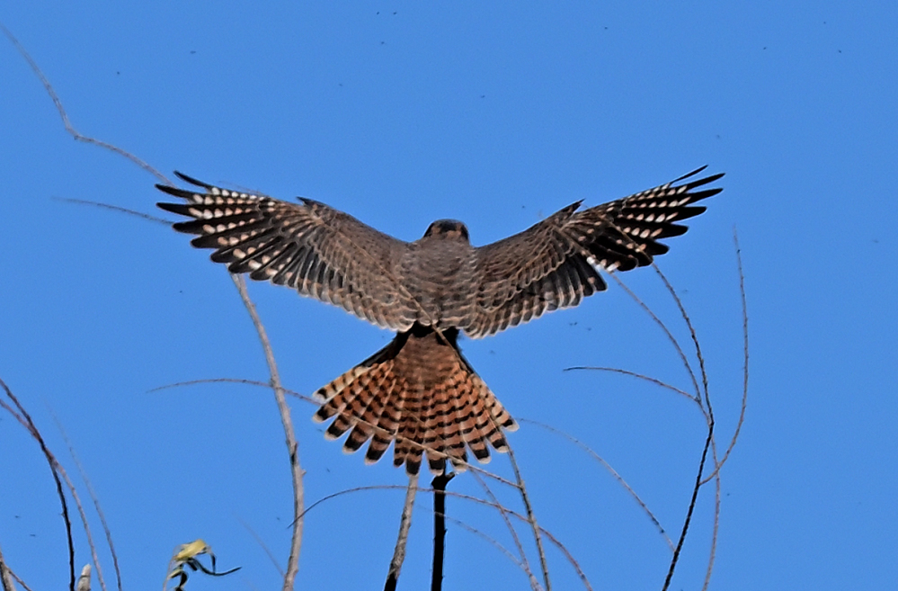 ROY_0509.JPG