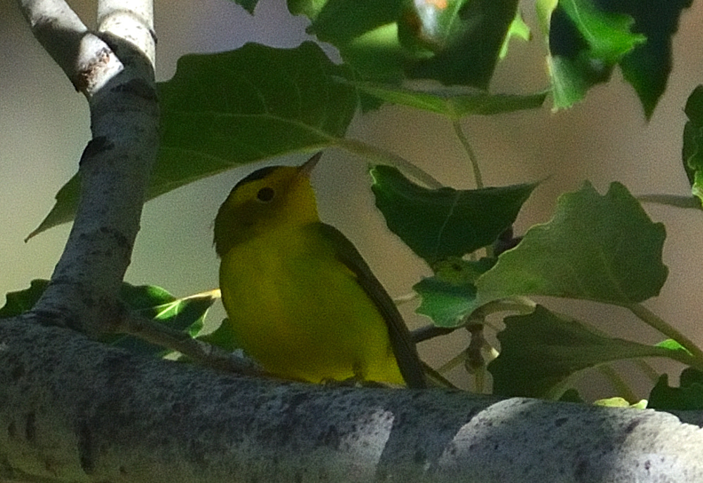 ROY_0517.JPG