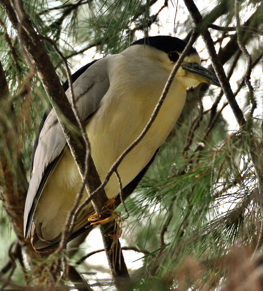 ROY_0537.JPG