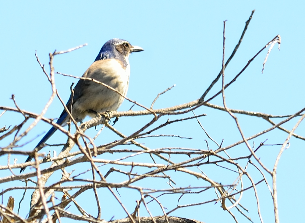 ROY_0547.JPG