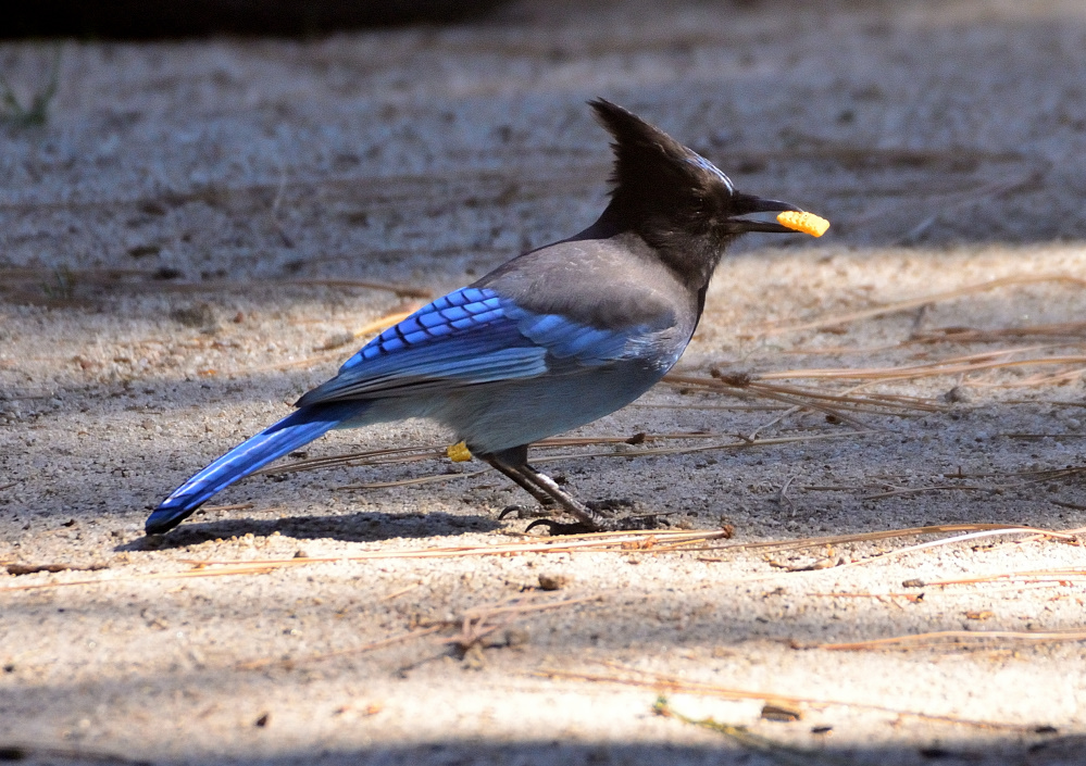 ROY_0583.JPG