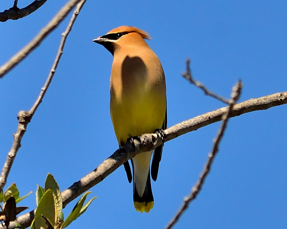ROY_0588.JPG