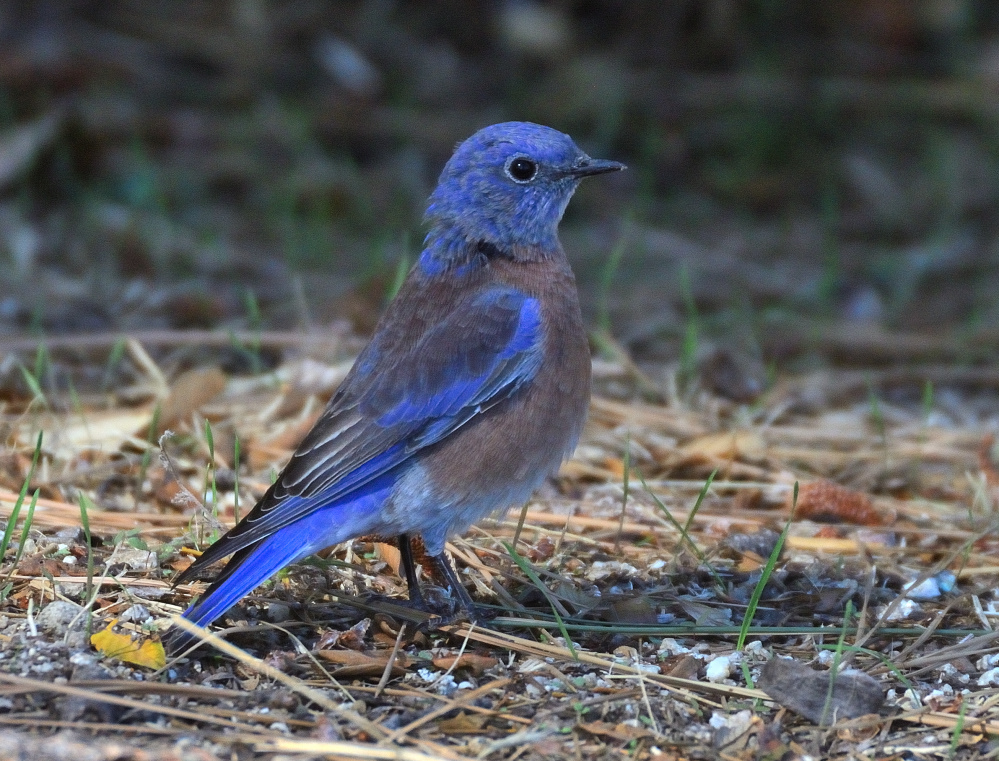 ROY_0593_01.JPG