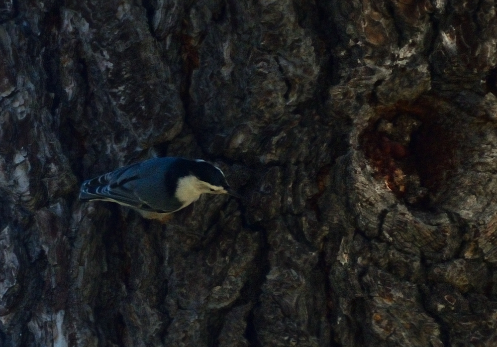 ROY_0604.JPG
